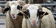 İŞTE 2015 YILININ KURBAN FİYATLARI
