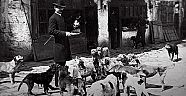 PERA MÜZESİ'Nİ SOKAK KÖPEKLERİ BASTI