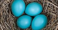 SAKARYA'DA MAVİ YUUMRTA MUCİZESİ